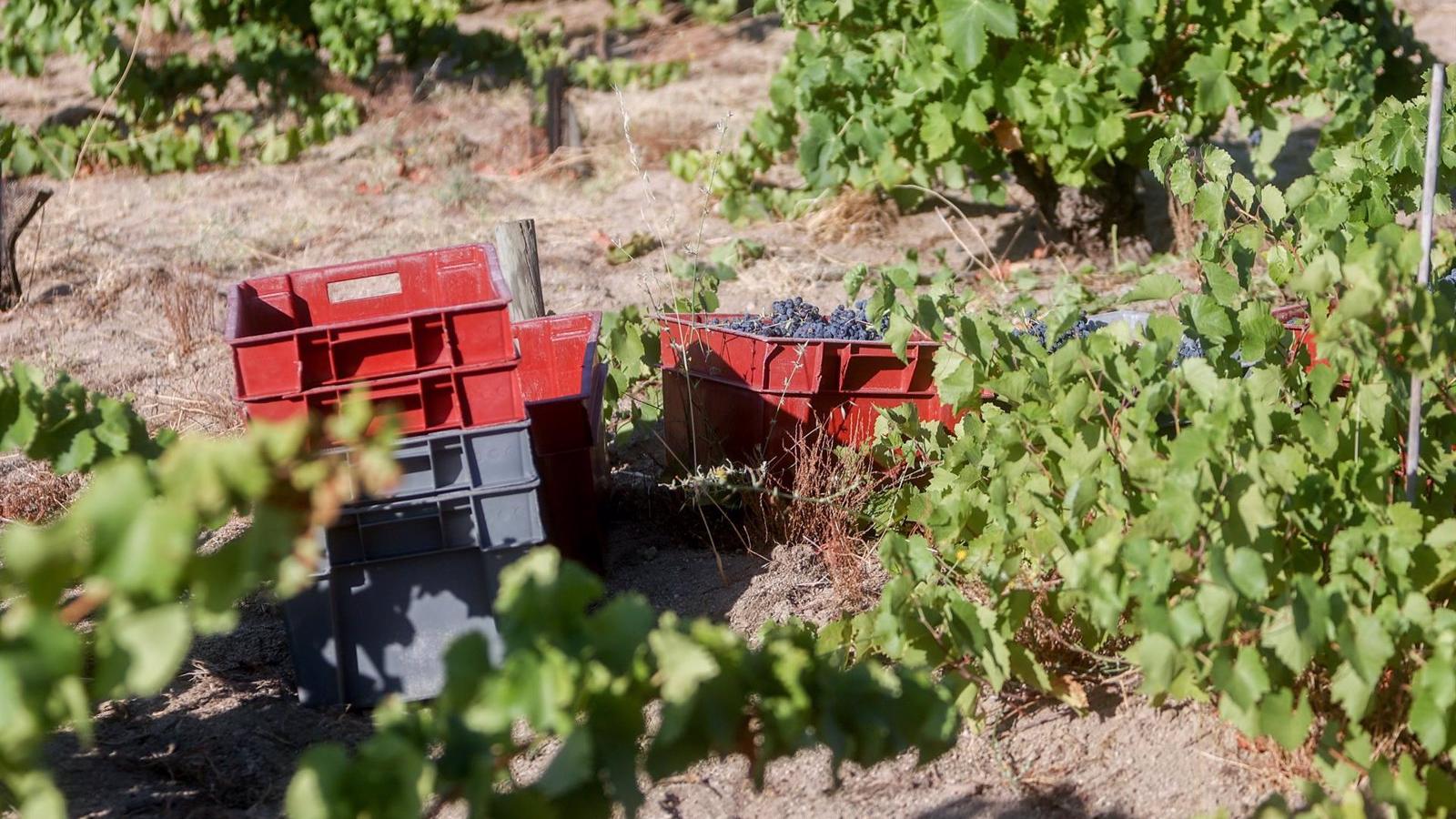 La vendimia pone punto y final en la región con 9 millones de kilos de uva recogida 