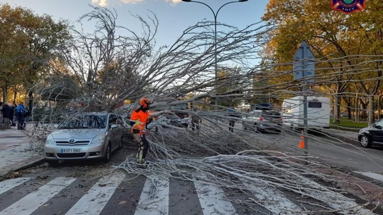  Cae un árbol de grandes dimensiones sobre dos vehículos en Alcorcón