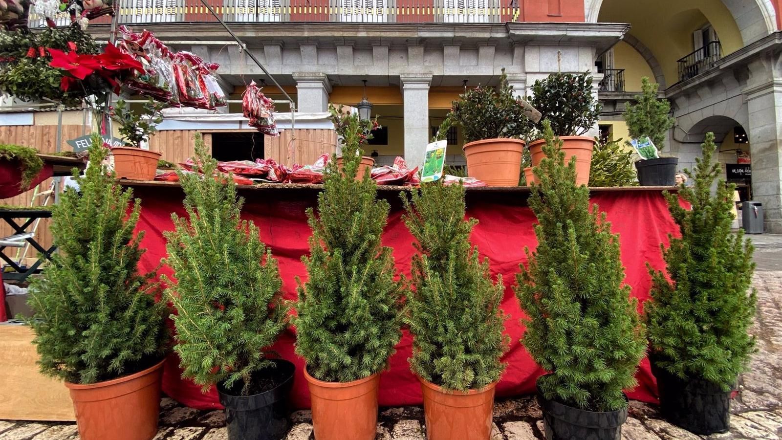 Replantar los abetos navideños, prohibido por normativa porque es un peligro para los ecosistemas de la región