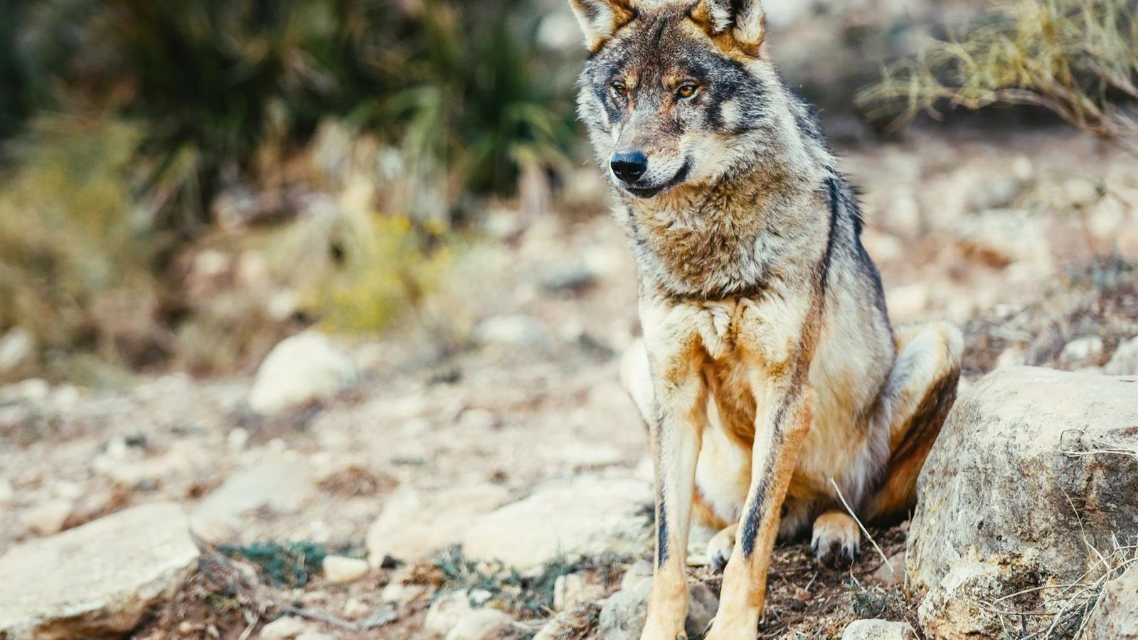 Convocarán en Madrid nuevas ayudas a los ganaderos para prevenir ataques de lobos