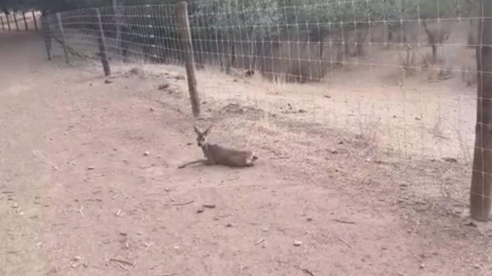 Sancionan la plantación de pistachos por "arrasar" parte del soto de ribera en Valdetorres del Jarama