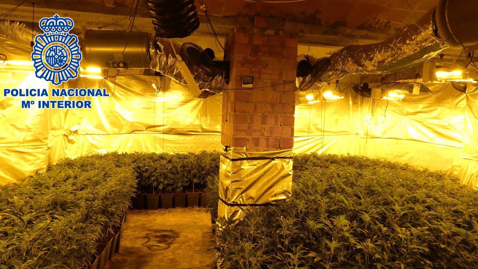  Desarticulada organización criminal de cultivo indoor de marihuana en fincas ocupadas en Madrid y Guadalajara