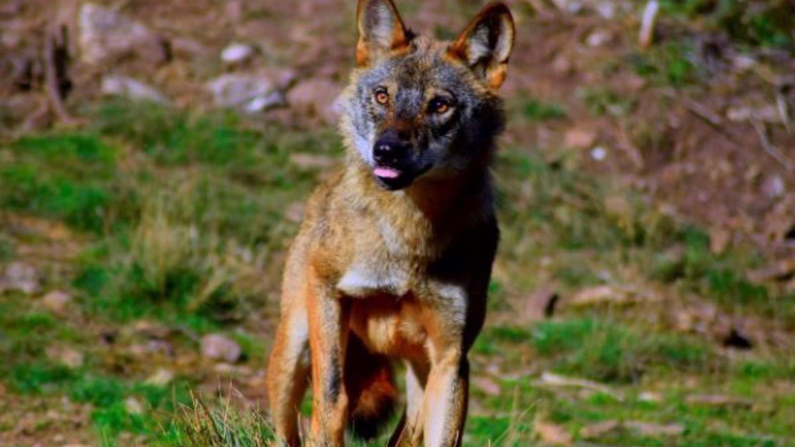 Los delitos por maltrato animal en la región se duplican y aumentan las infracciones por furtivismo de lobo