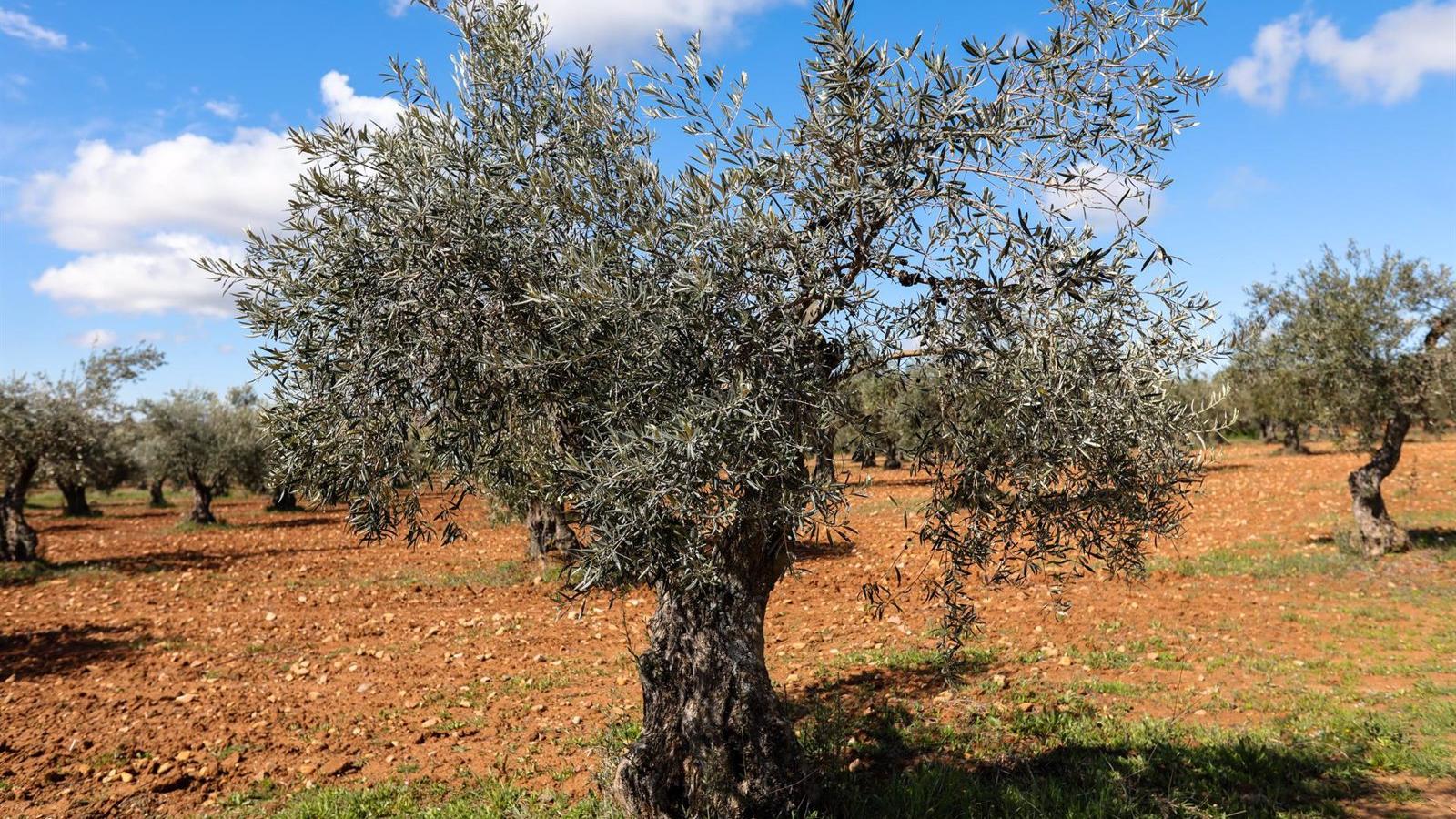 Agricultores madrileños denuncian una oleada de robos en los olivares de Las Vegas y la Campiña