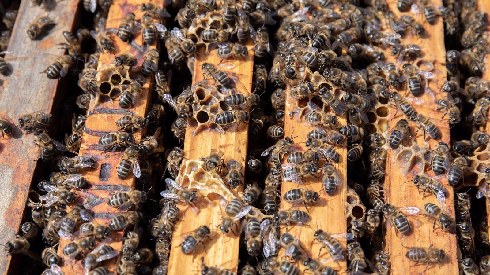 Los apicultores madrileños piden ayuda para proteger a las abejas melíferas