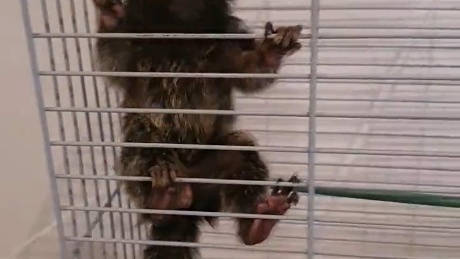 Detenido en Puente de Vallecas por tener en su domicilio un mono tití que pretendía vender por 3.000 euros