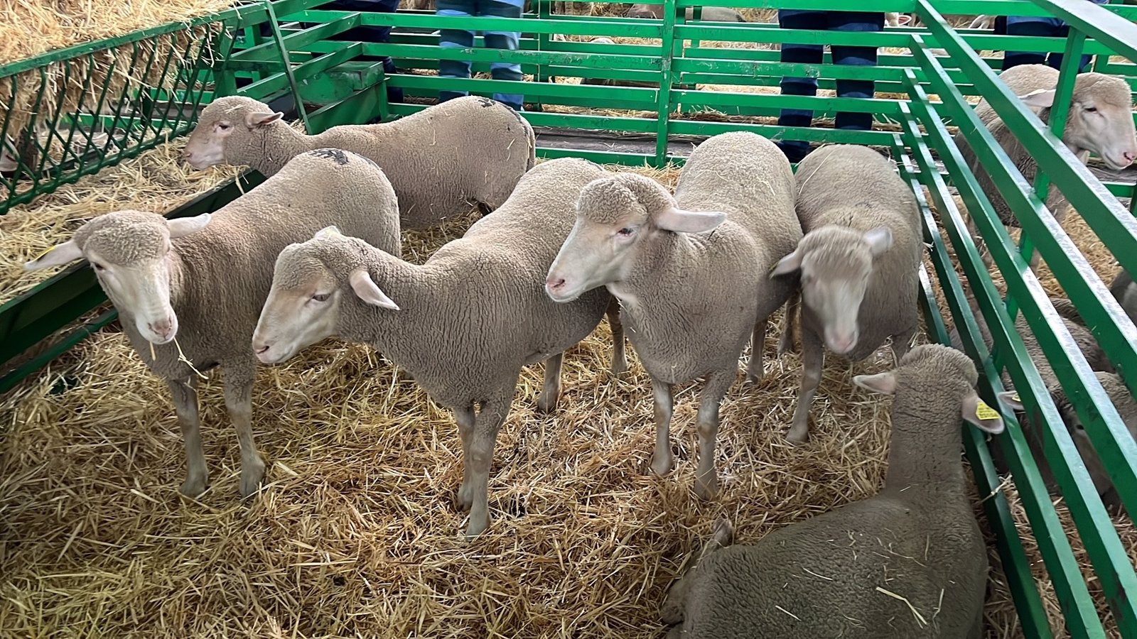 Continúa la vigilancia ante la viruela ovina en la región