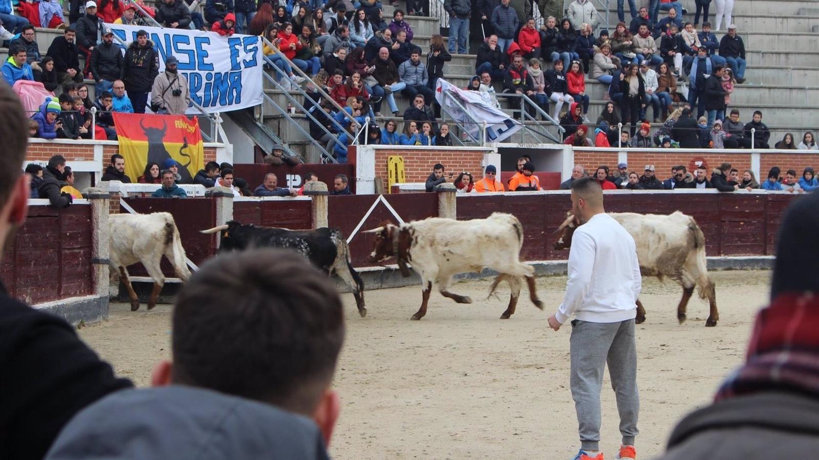 La fiesta del Toro contará con una inversión de 1,4 millones de euros por parte del Gobierno regional