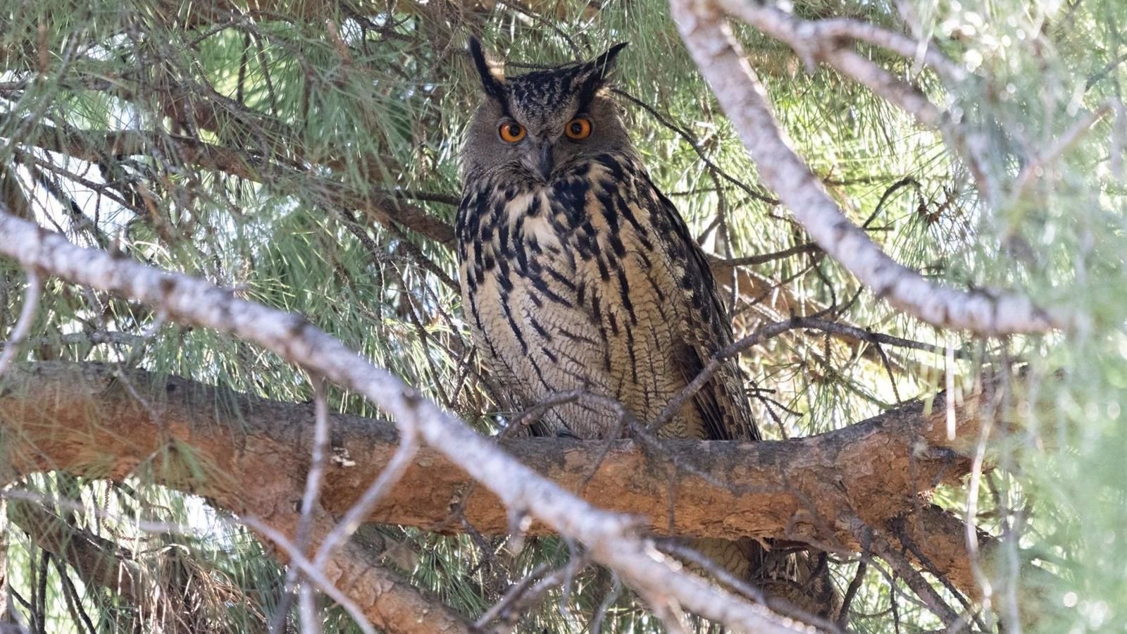 El Retiro acoge desde enero tres ejemplares de búho real que podrían proceder de El Pardo