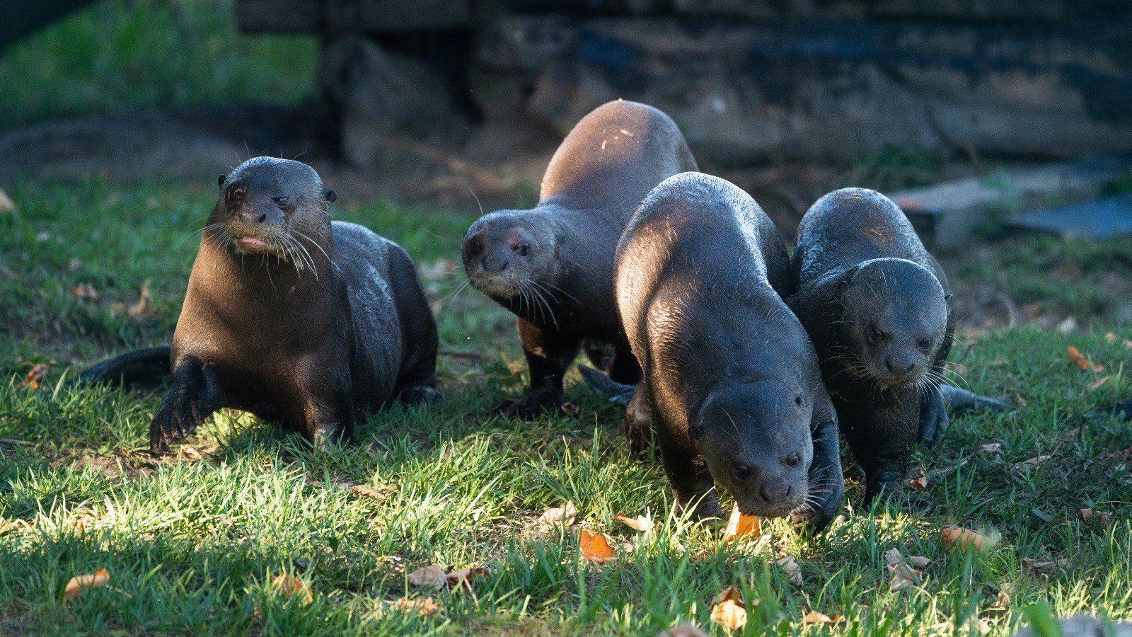 El Zoo de Madrid traslada una nutria gigante a la reserva argentina de Iberá para su próxima liberación