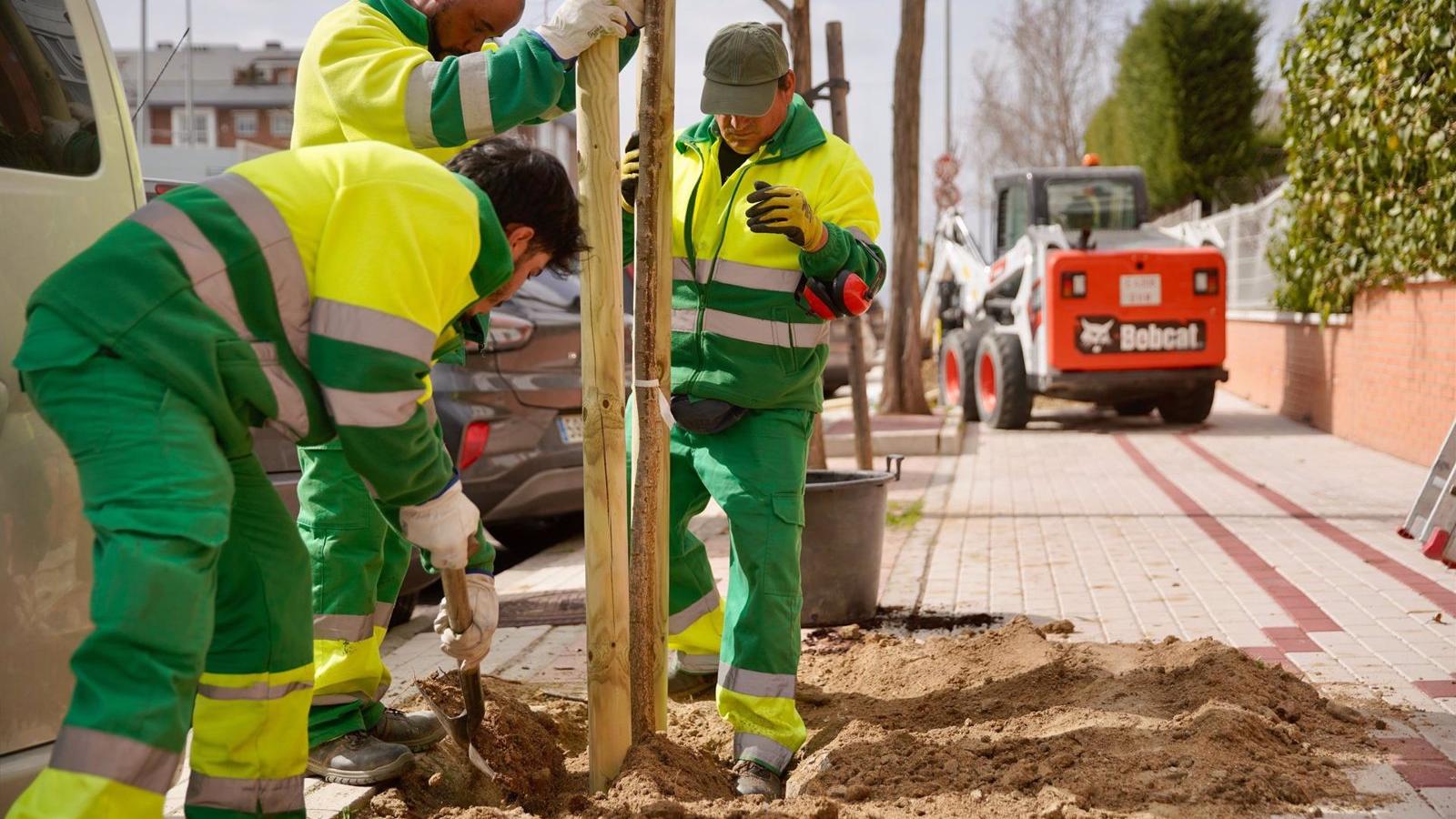 El plan de renovación de ejemplares urbanos supondrá la plantación de más de 600 árboles y 13.000 arbustos en Las Rozas