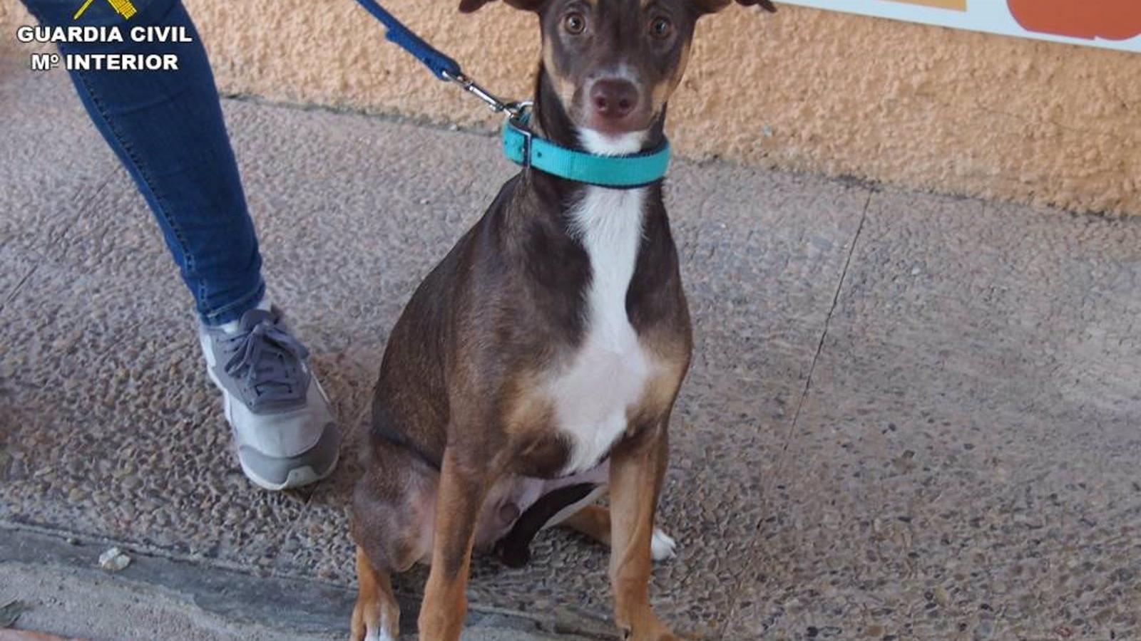  La Guardia Civil investiga a cinco personas en Madrid por abandono de animales
