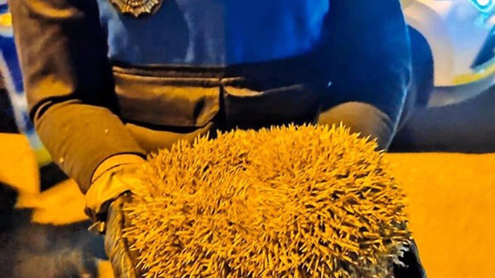 Rescatan a un erizo que cruzaba una carretera en Alcorcón