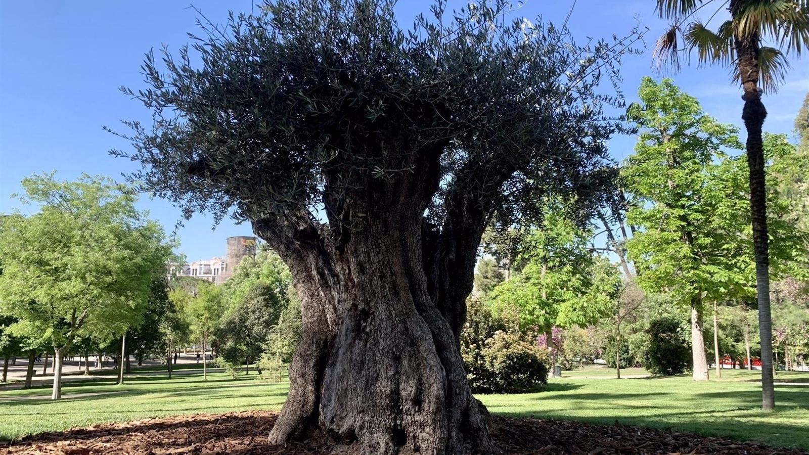 Un olivo de 627 años, cinco toneladas y tres metros se convierte en el árbol más longevo de El Retiro