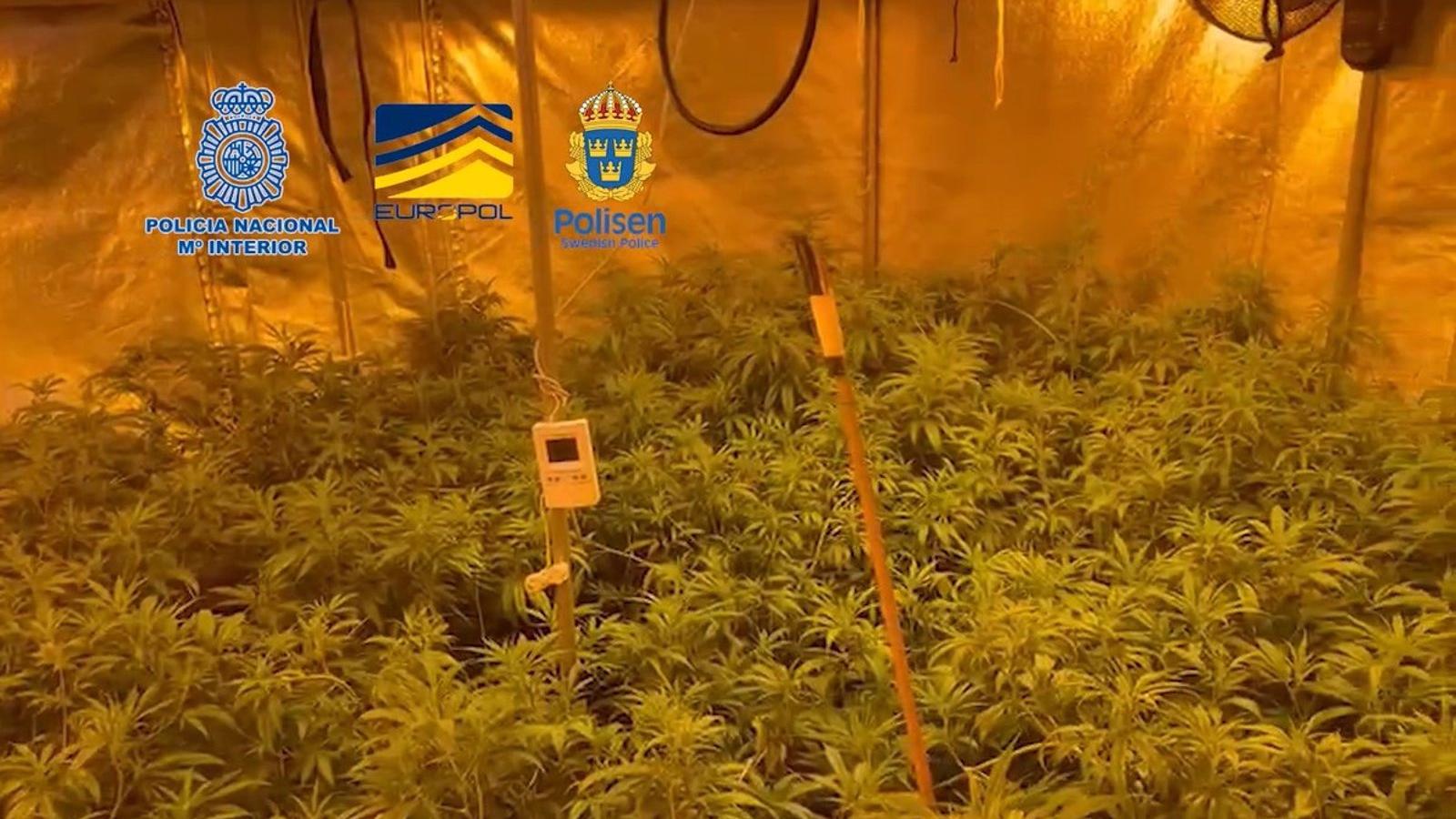  La Policía Nacional, con Europol, desarticula una organización dedicada al narcotráfico entre España y Suecia