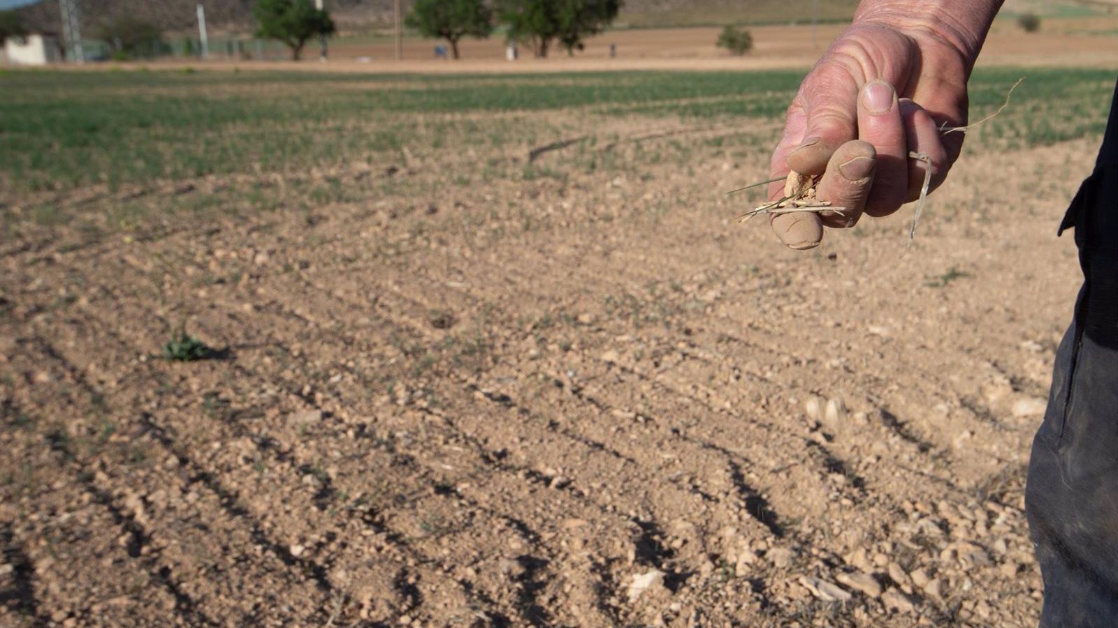 Hacienda rebaja el 25% en el IRPF para ayudar a 800.000 agricultores y ganaderos por la sequía