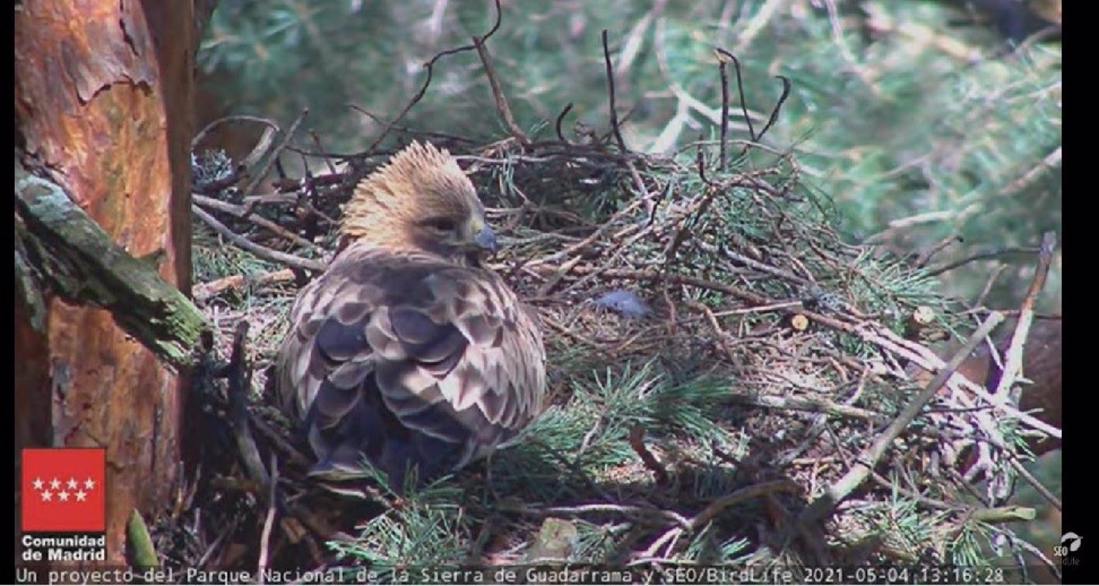 Activada la webcam en el corazón de la Sierra de Guadarrama para hacer seguimiento a una pareja de águilas procedentes de África 