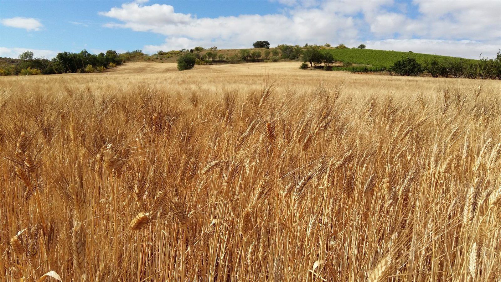 Los agricultores denuncian el bloqueo de las labores del campo con "la excusa del riesgo de incendios"