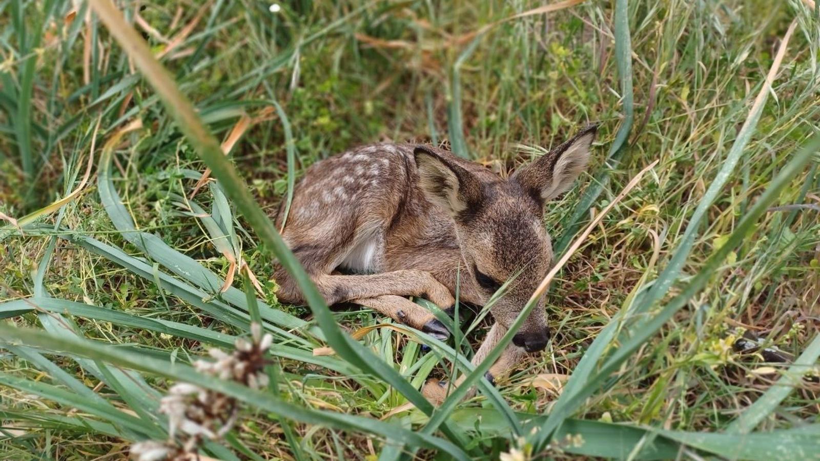 Rescatado un corcino de una cuneta tras ser encontrado por una vecina de Miraflores de la Sierra