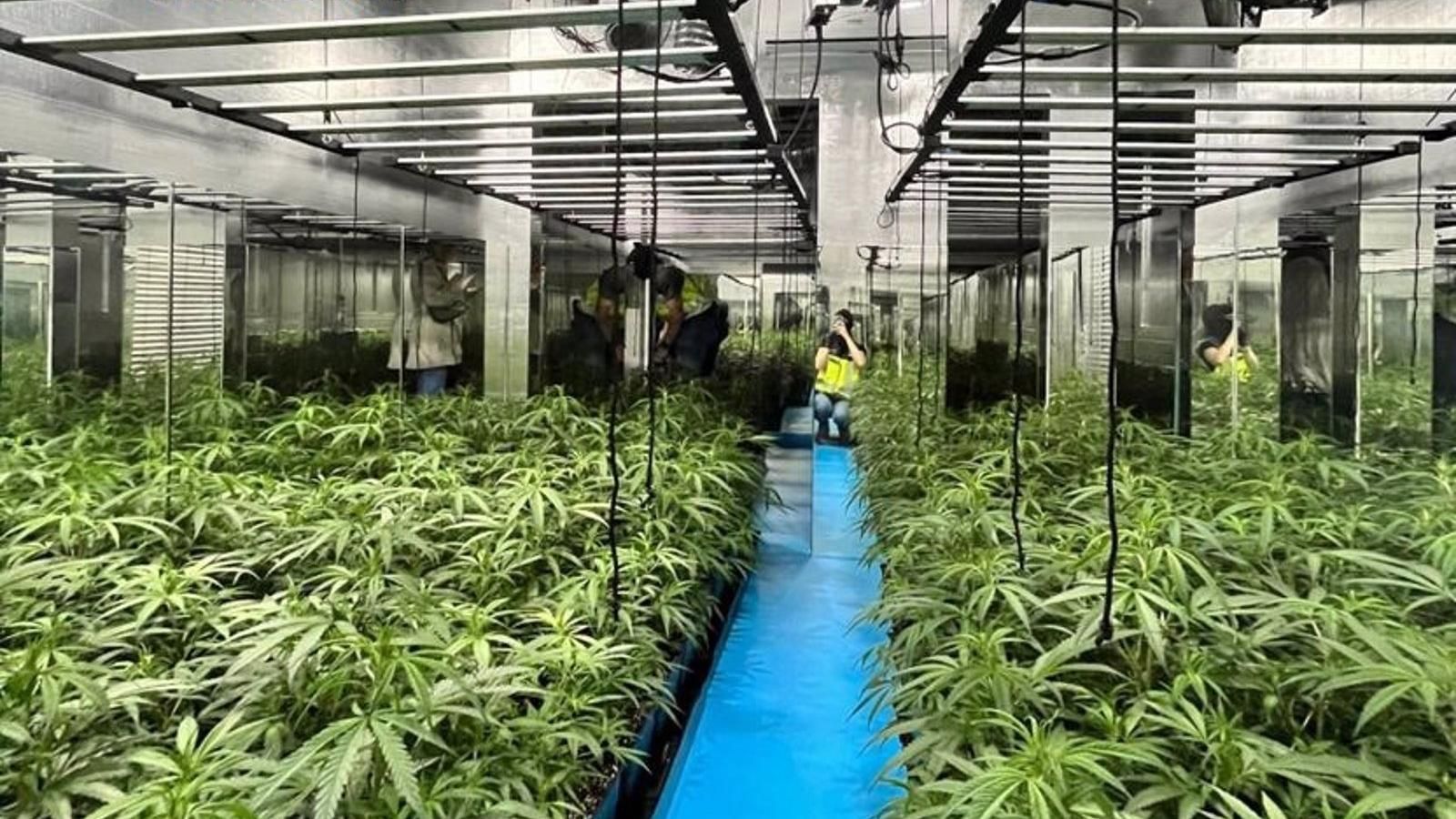  Dos detenidos y desmantelado un cultivo con 356 plantas de marihuana en una casa de Ciudad Lineal