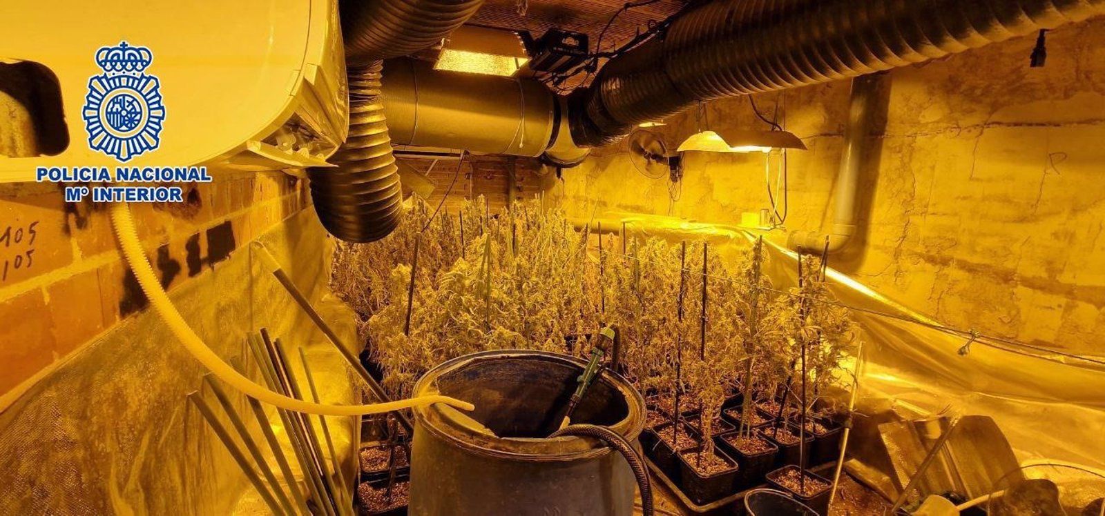  Policía Nacional de Madrid desmantela una plantación indoor de marihuana en Carranque (Toledo)