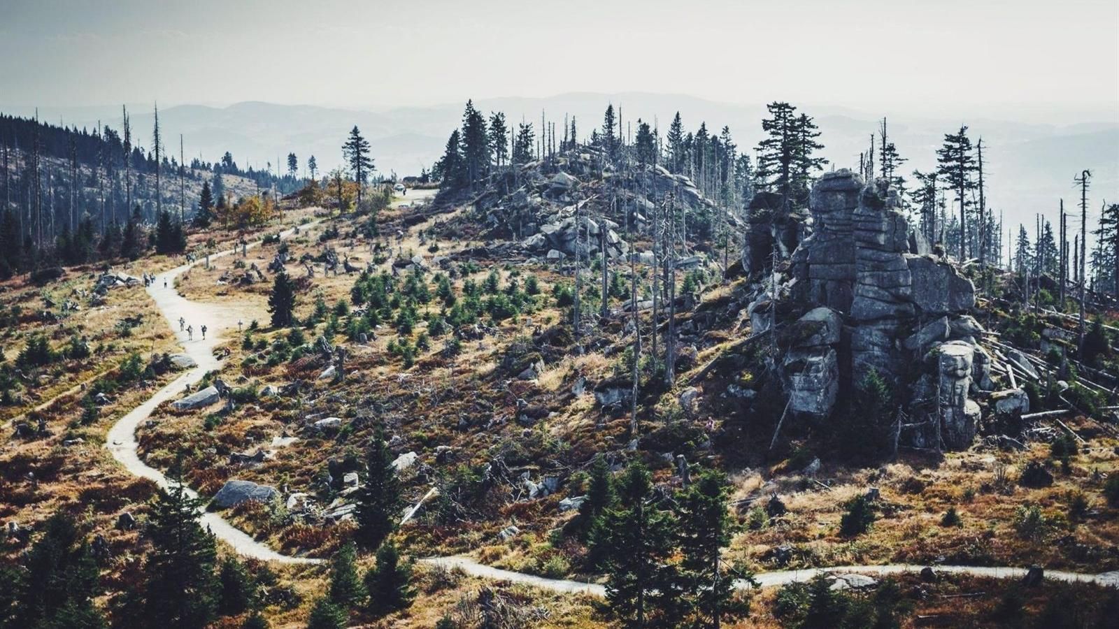 La UAM lidera un proyecto de mapeo de áreas más adecuadas para restaurar ecosistemas después de un gran incendio