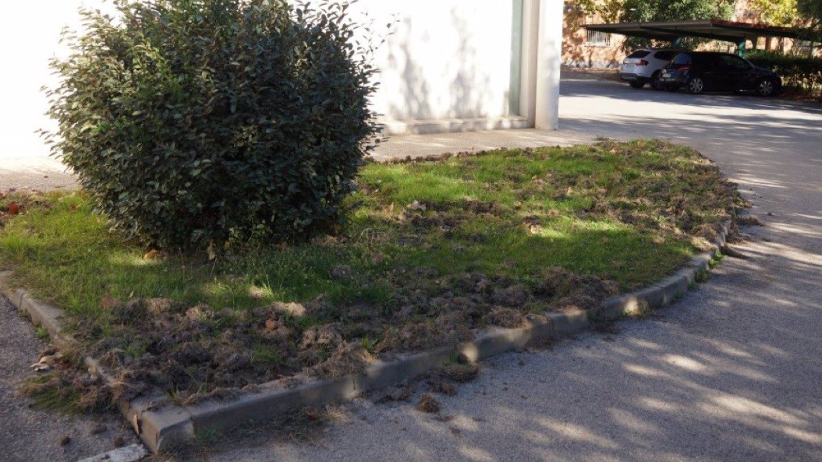 Capturados una jabalí y dos crías en La Navata, una de las zonas con más problemas por su incursión