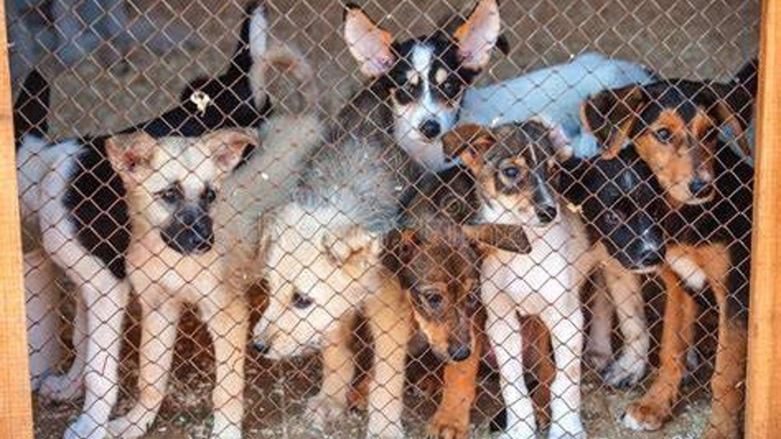 Desalojan una residencia canina ilegal en una vivienda de Ciudad Lineal