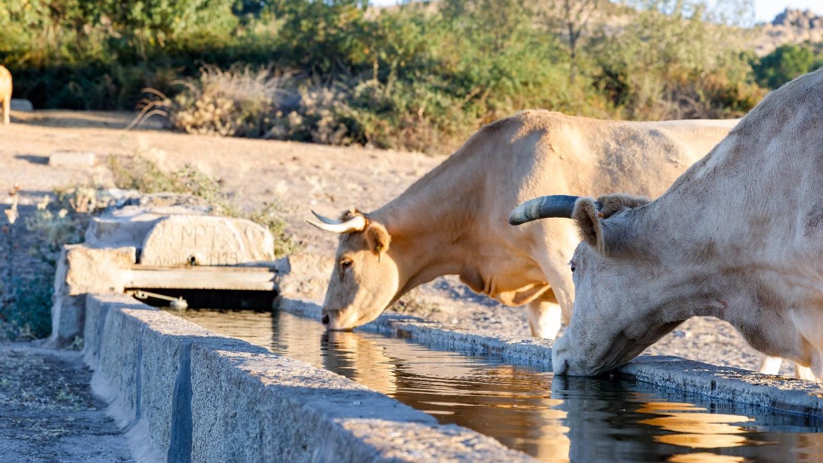 Acondicionan los pilones de la Dehesa de Navalvillar de Colmenar para favorecer la óptima gestión del agua