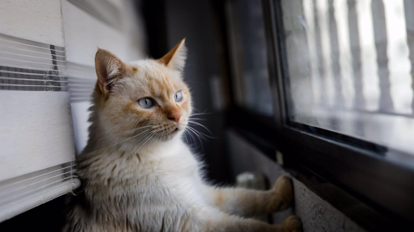 Nuevas ayudas para entidades locales y asociaciones para la protección de animales de compañía en la región Nuevas ayudas para entidades locales y asociaciones para la protección de animales de compañía en la región