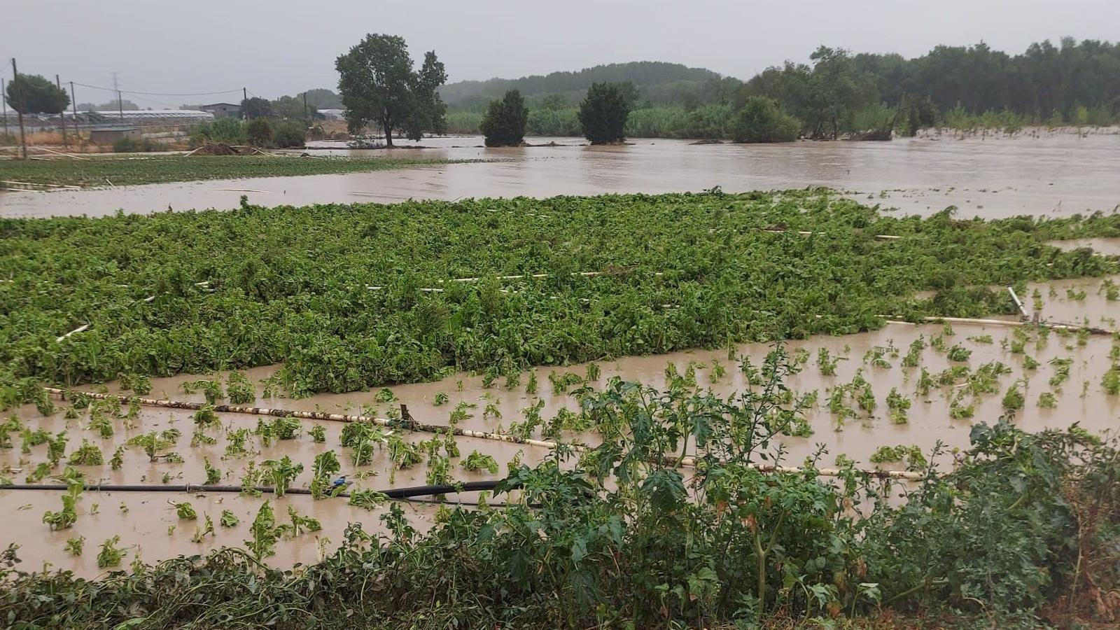 Agricultores y ganadores madrileños piden ayudas tras la DANA