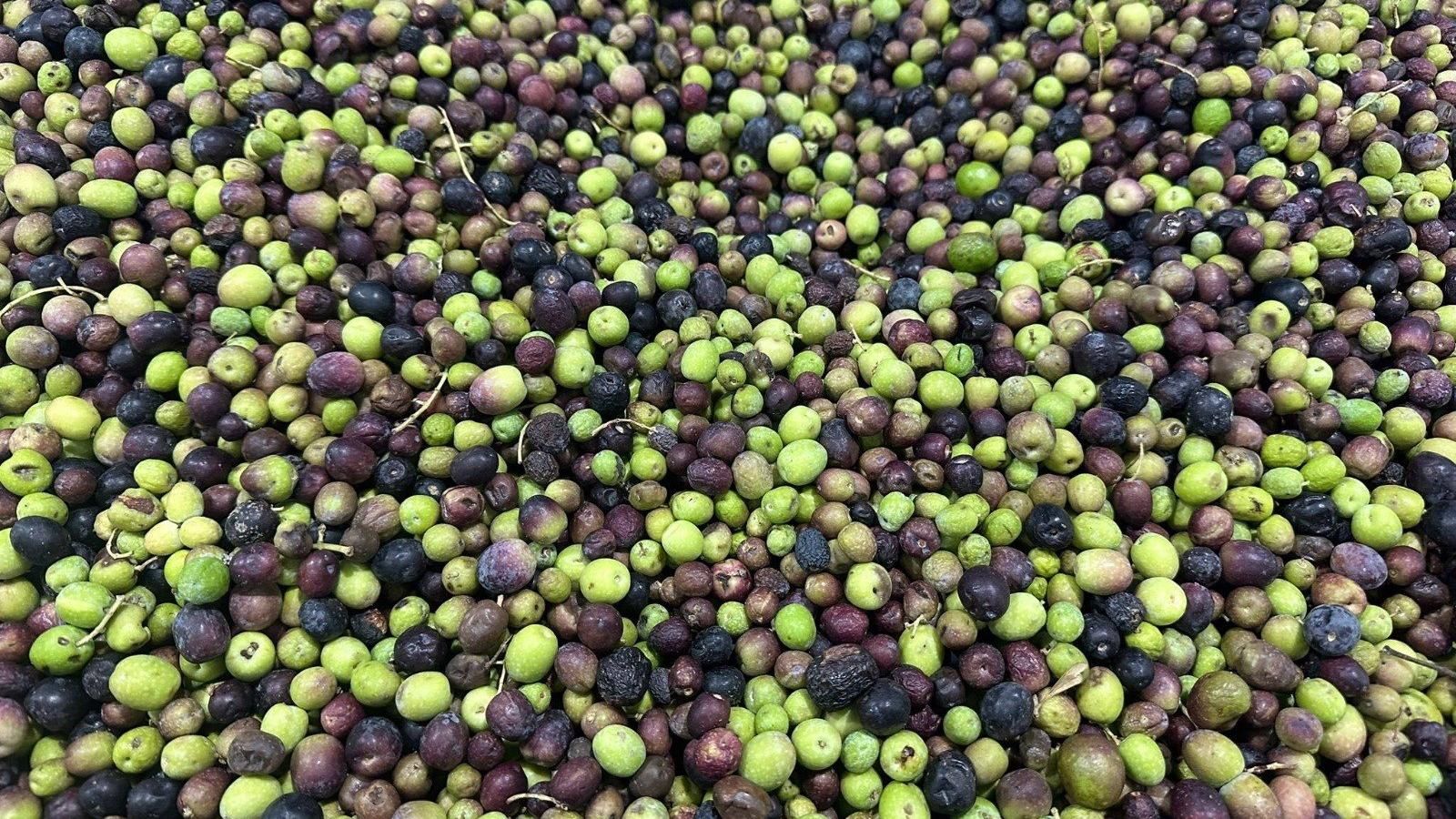 El Gobierno aprobará el martes la rebaja del IVA del aceite de oliva al 0% a partir de julio
