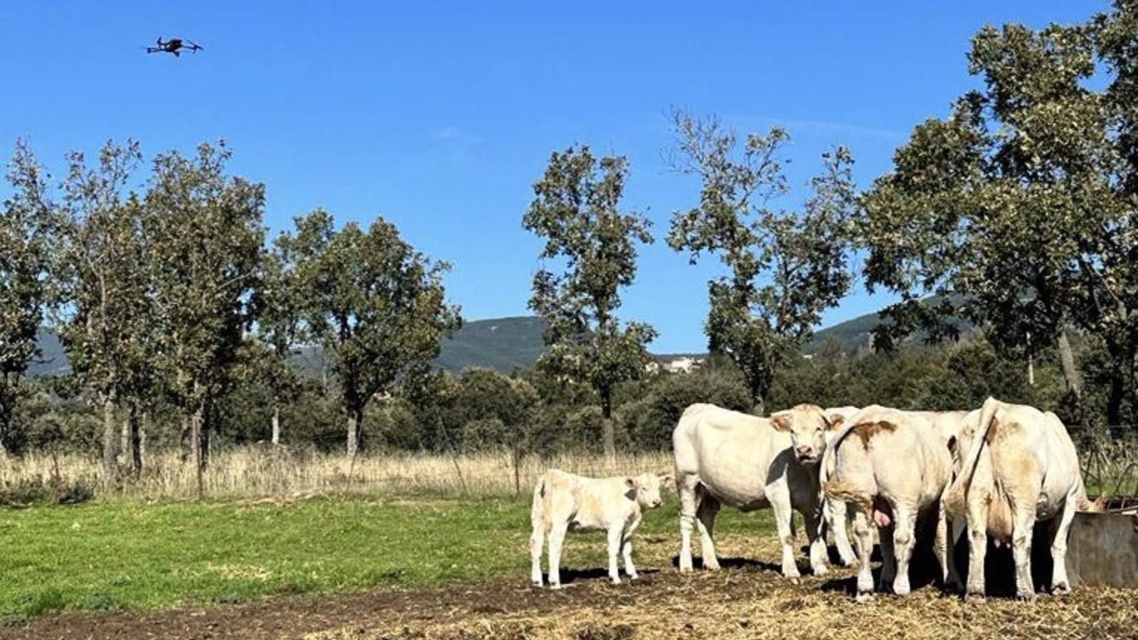 Los ganaderos de la región podrán contar con drones para localizar animales enfermos