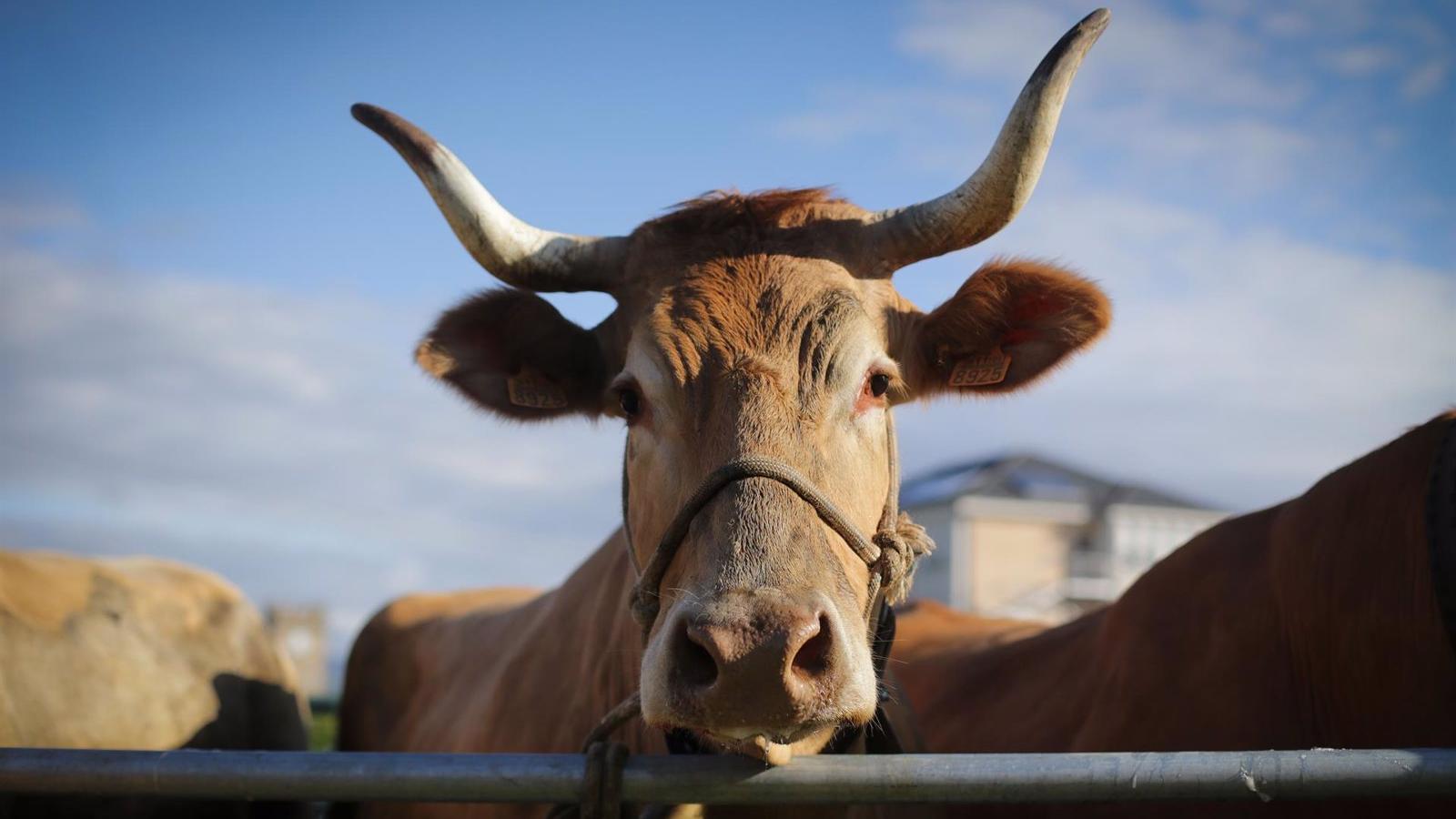 Cerca de 900 ganaderos madrileños recibirán 2,7 millones por la ayuda extraordinaria de la sequía