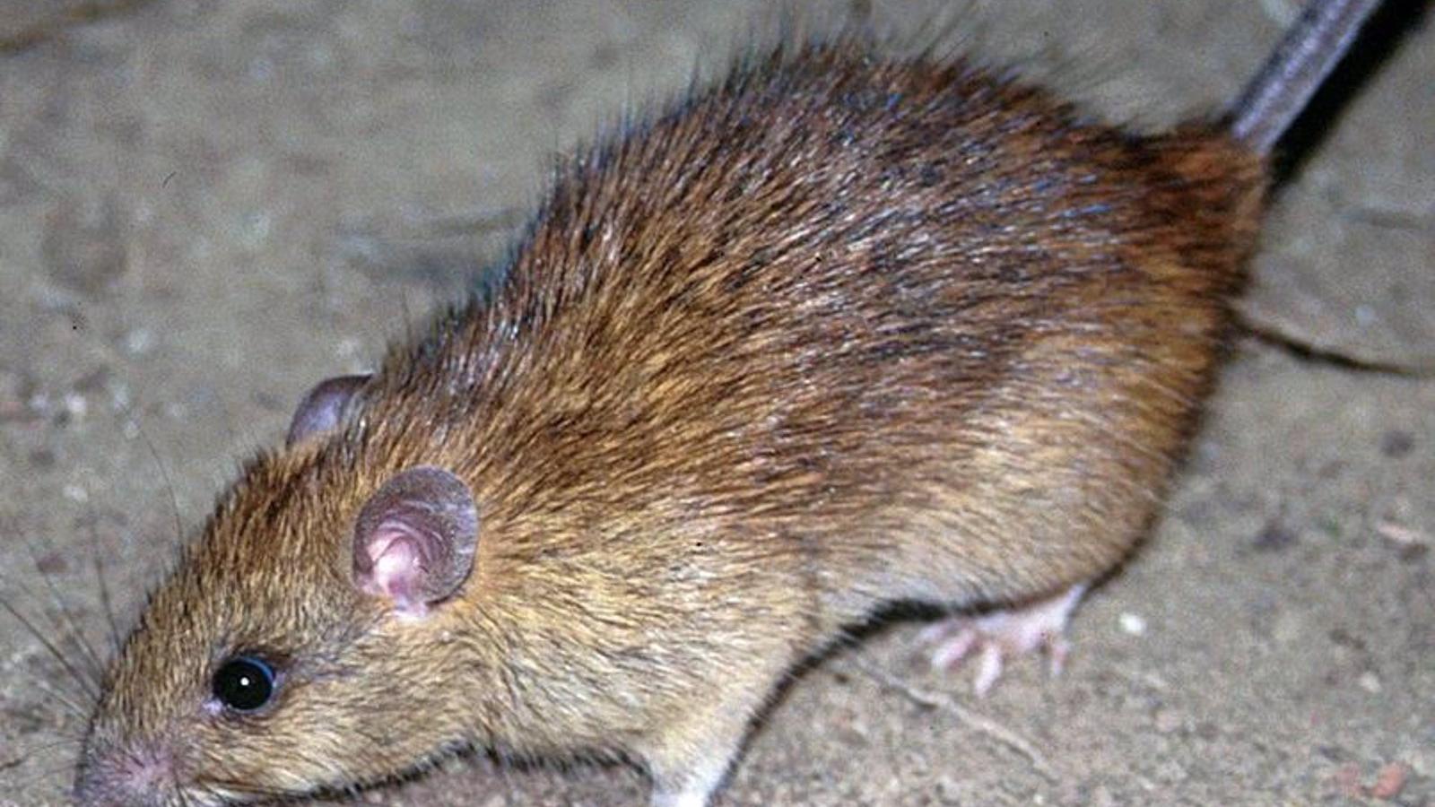 Vecinos de Palomeras se declaran "desesperados" ante el brote de ratas y "sin solución válida" a la vista