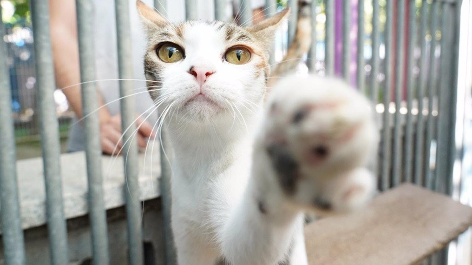 Alcorcón anuncia que buscará convertirse en una ciudad referente en protección y respeto a los animales