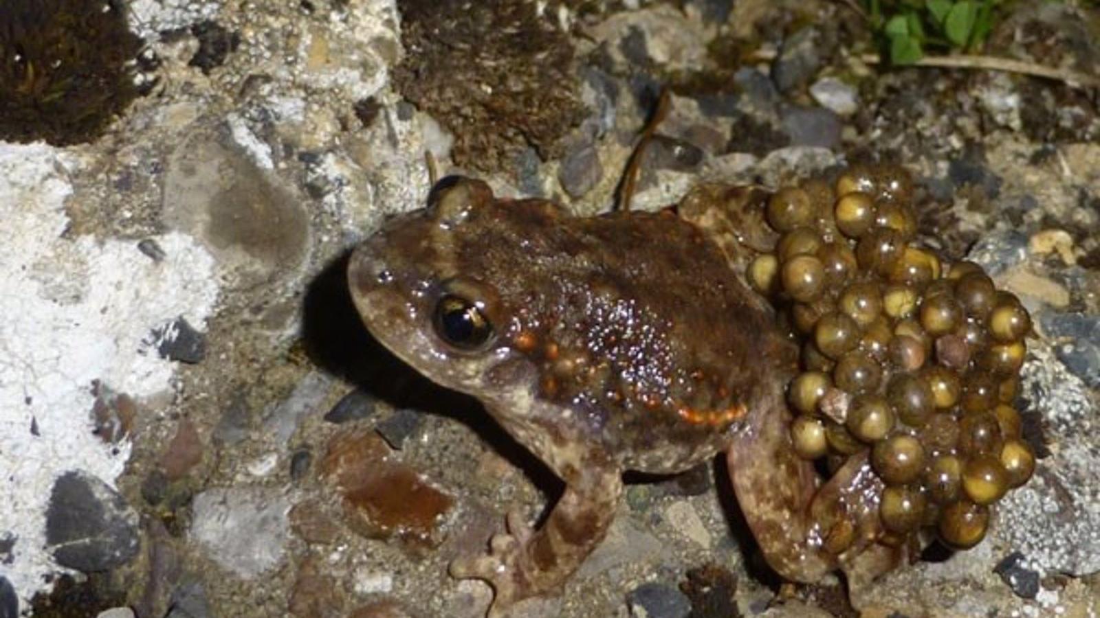 Un programa regional intenta preservar anfibios autóctonos como el sapo partero y la salamandra en la Sierra del Rincón