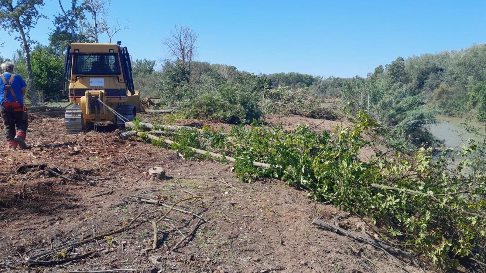 Avanzan los trabajos de restauración fluvial de un tramo del río Tajo en Aranjuez