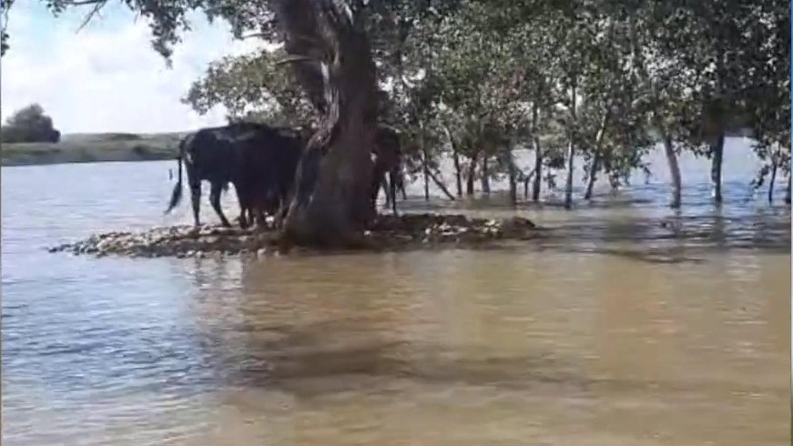 Los Bomberos de la Comunidad ayudan a alimentar a unas reses bravas aisladas por la lluvia en Ciempozuelos