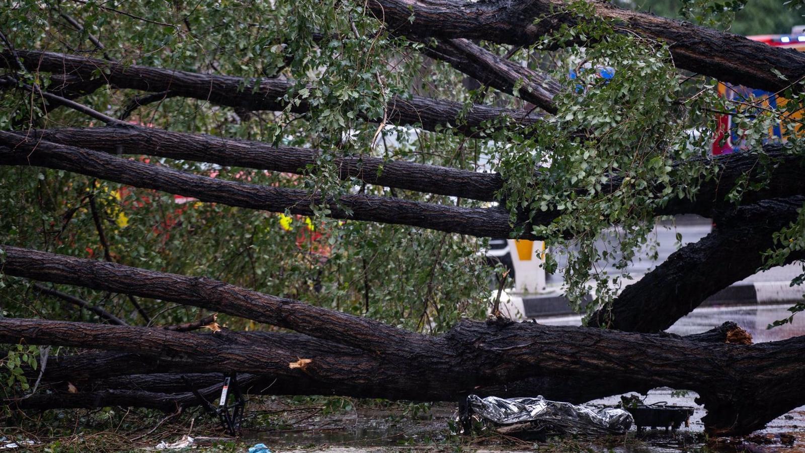 El árbol que mató a una joven en Chamberí medía 20 metros y pesaba más de dos toneladas