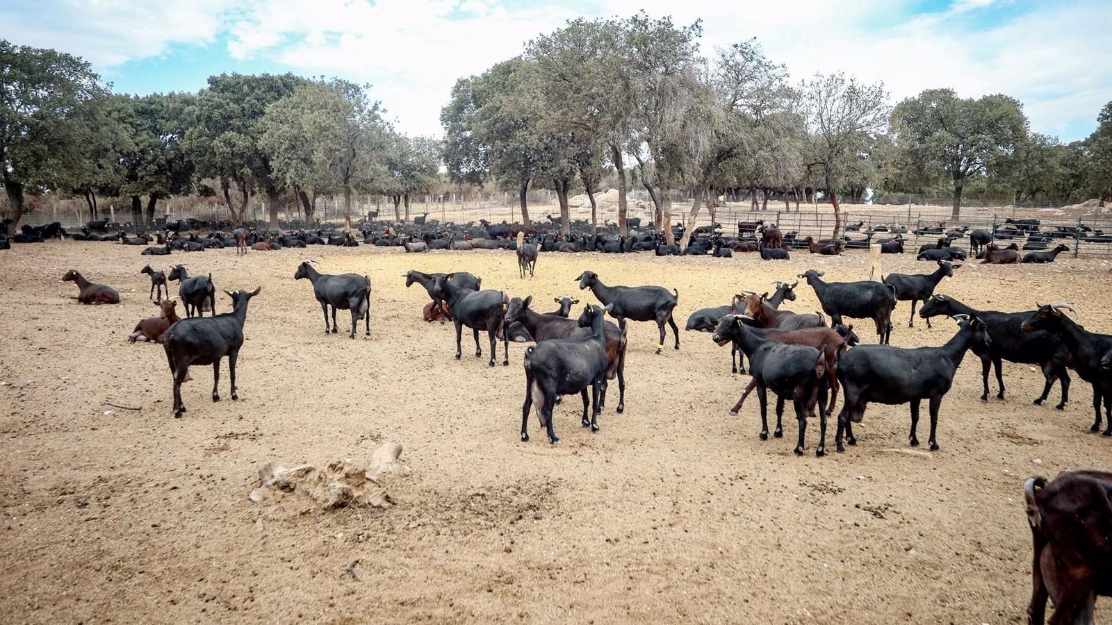 La Comunidad adelantará más de 10 millones a 2.800 agricultores y ganaderos como anticipo de la PAC