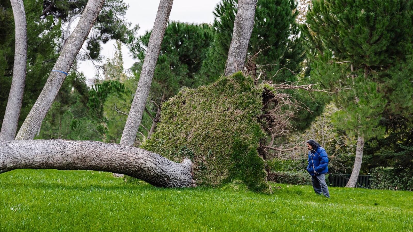 411 árboles afectados en la ciudad de Madrid tras el fuerte viento del fin de semana