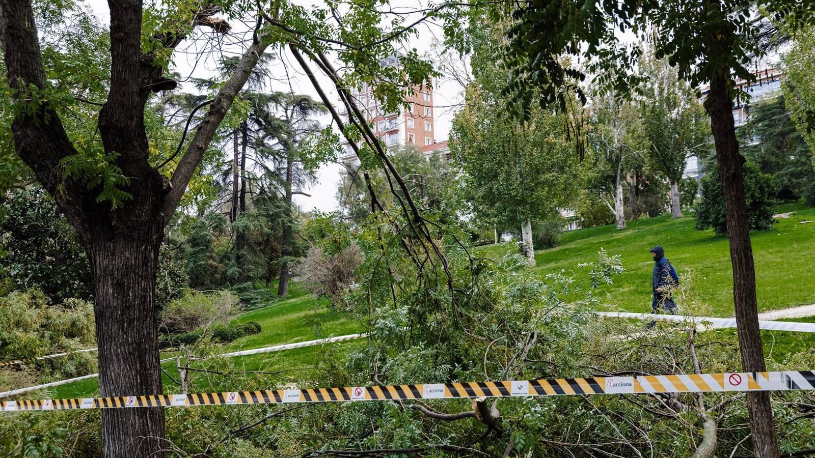 Madrid convocará una mesa de trabajo para abordar el estado del arbolado en la ciudad