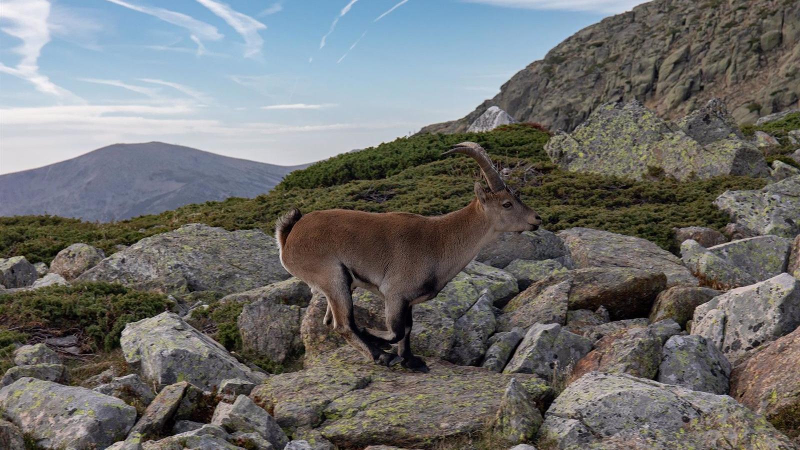La Comunidad capturó en el último año 191 cabras montesas en Guadarrama