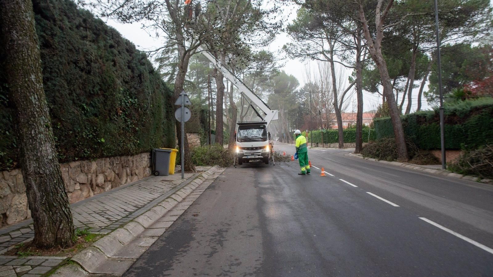 Boadilla actuará sobre 8.000 árboles en la campaña de poda de este año