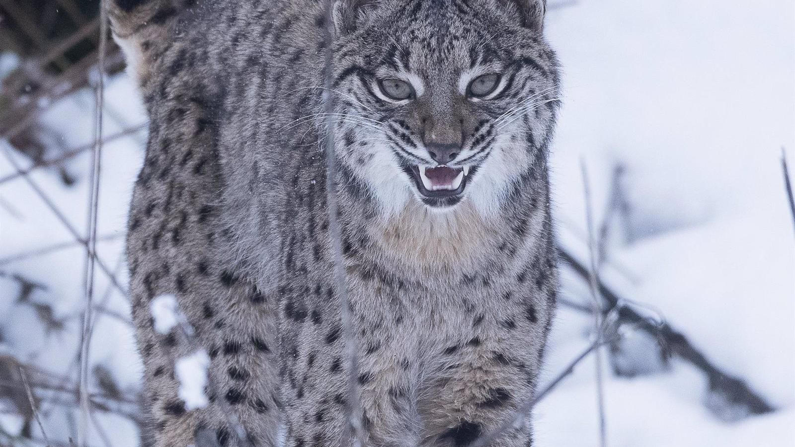 Medio Ambiente estudia zonas para soltar linces en la región, pero prefiere la reintroducción natural, como la del lobo