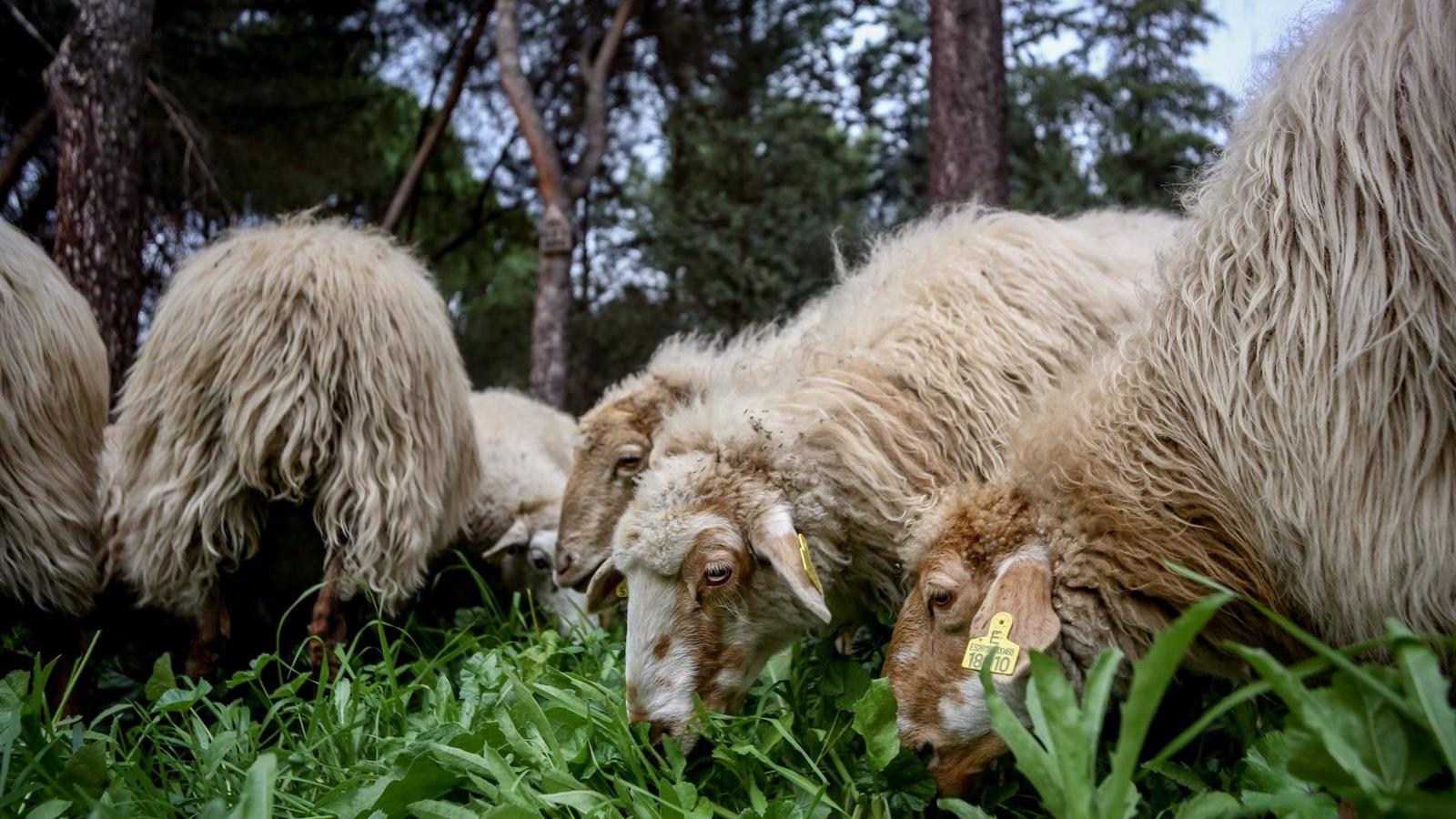 Convocadas las ayudas para erradicar enfermedades en 2.500 explotaciones ganaderas de la región