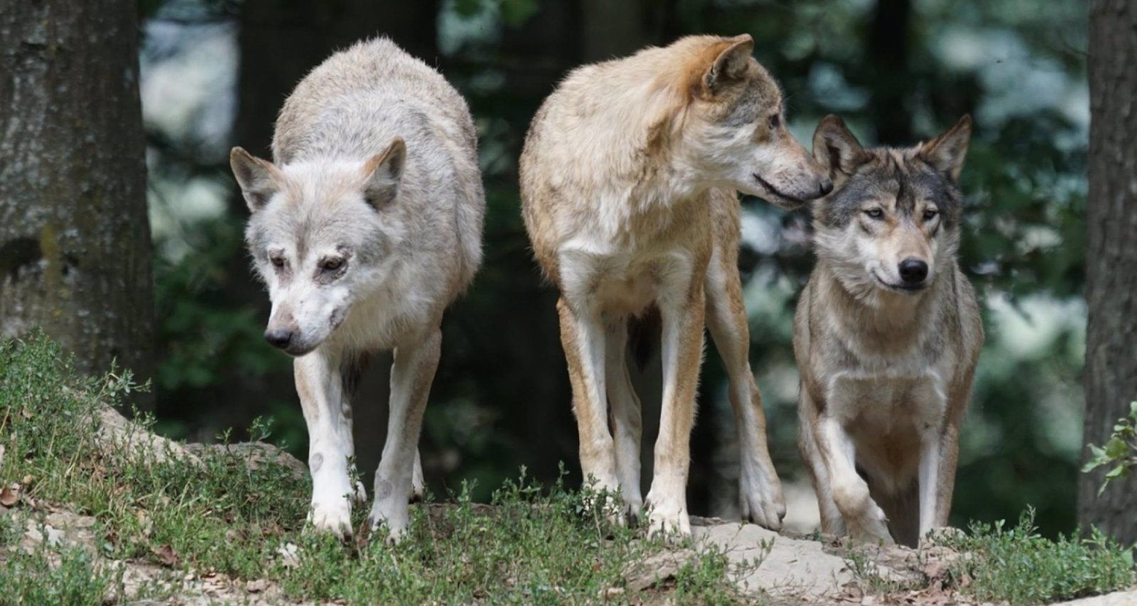 200.000 euros para ayudar a ganaderos por ataques de lobos, perros asilvestrados o buitres