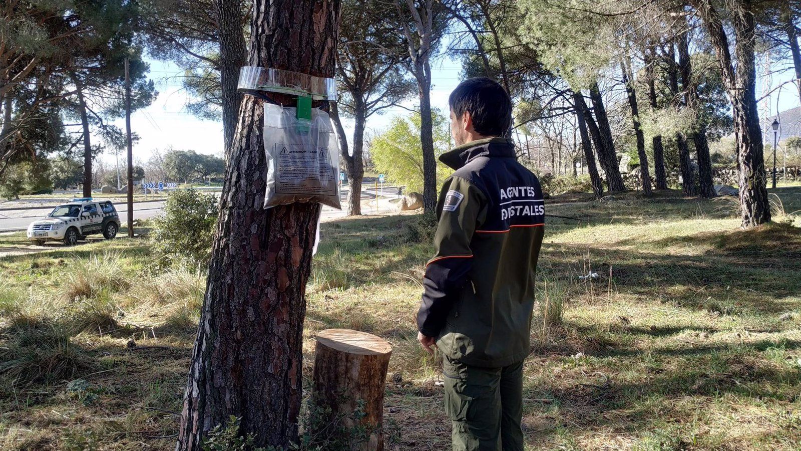 Más de 65.000 hectáreas de pinares de la región supervisadas para detectar a la oruga procesionaria