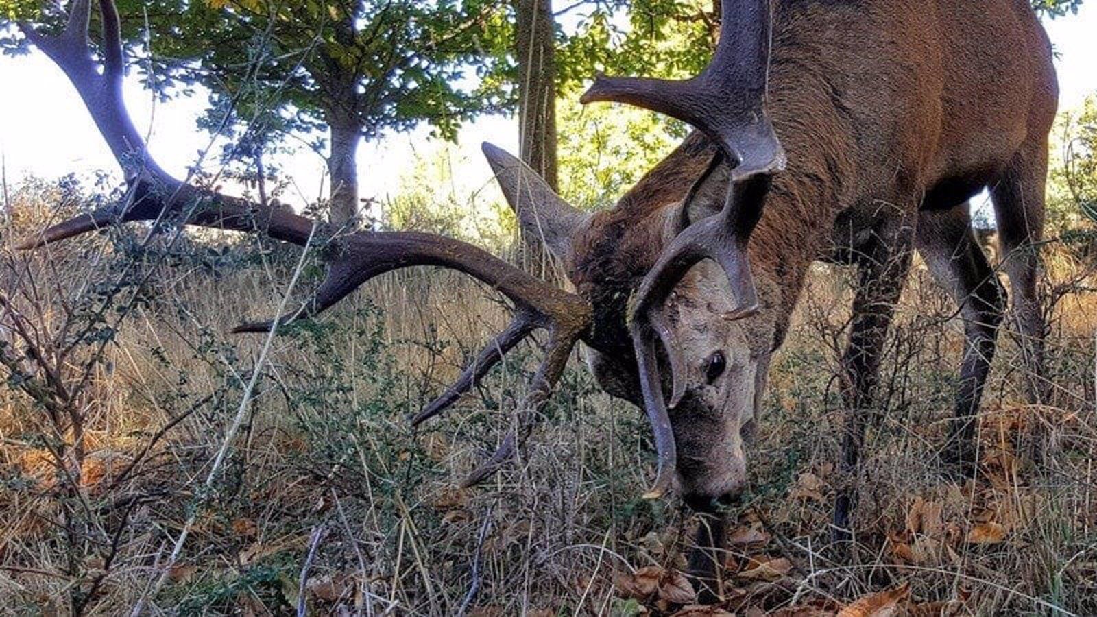  Devuelven la cabeza de ciervo requisada a un hombre en una finca de Soto de Viñuelas